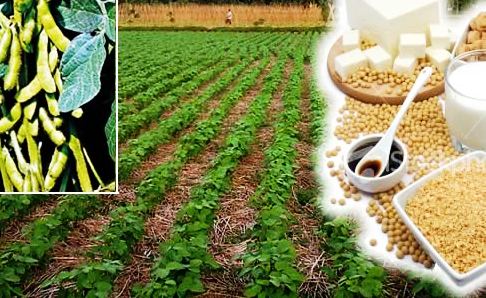 Swasembada Kedelai, Kementan Optimis Tercapai pada 2014